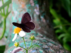 Ypthima multistriata