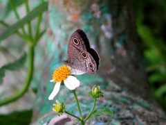 Ypthima multistriata