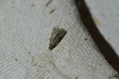 Paroxyethira hendersoni