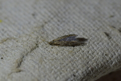 Paroxyethira hendersoni