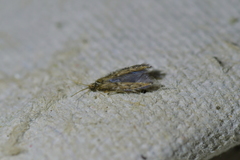 Paroxyethira hendersoni