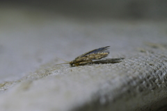 Paroxyethira hendersoni