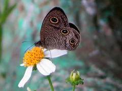 Ypthima multistriata