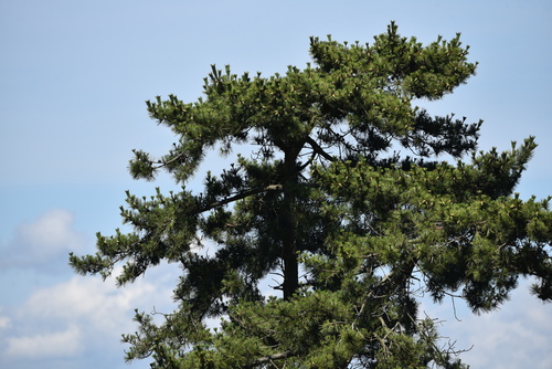 Japanese black pine