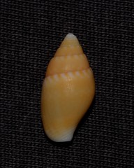 Pardalinops testudinaria