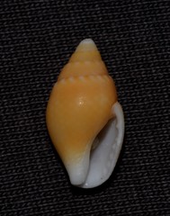 Pardalinops testudinaria