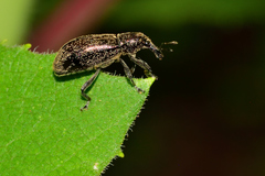 Otidocephalini