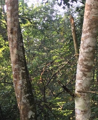 Callosciurus notatus