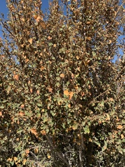 Fremontodendron
