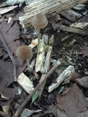 Psathyrella