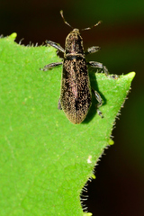 Otidocephalini