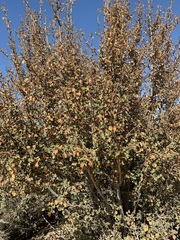 Fremontodendron