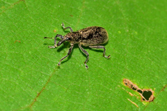Otidocephalini