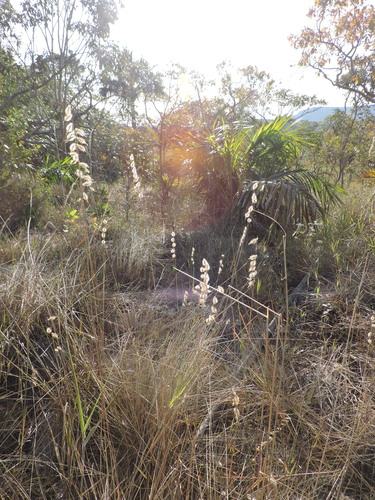 Loudetiopsis chrysothrix, photograph 2