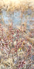 Myrica gale tomentosa
