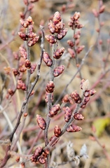 Myrica gale tomentosa