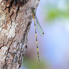 Synlestes tropicus
