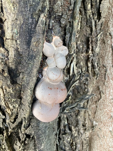Lycogala flavofuscum