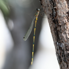 Synlestes tropicus