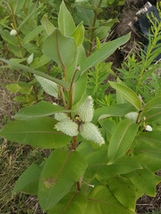 Asclepias syriaca