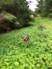 Araneus diadematus