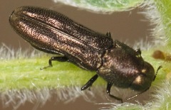 Paragrilus rugatulus