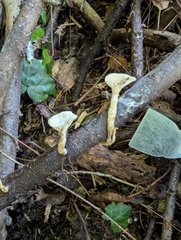 Loweomyces fractipes