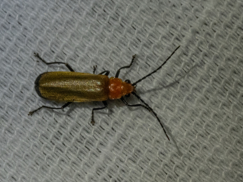 Sphaerarthrum observed 2025-07-13