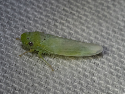 Conoguinula coeruleopennis observed 2025-07-14