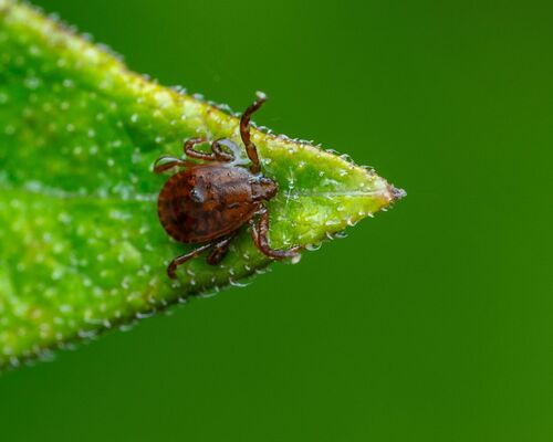 Asian Longhorned Tick photographed in Oregon