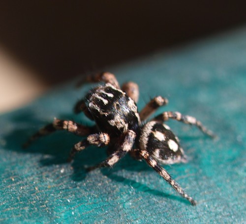 Habronattus fallax