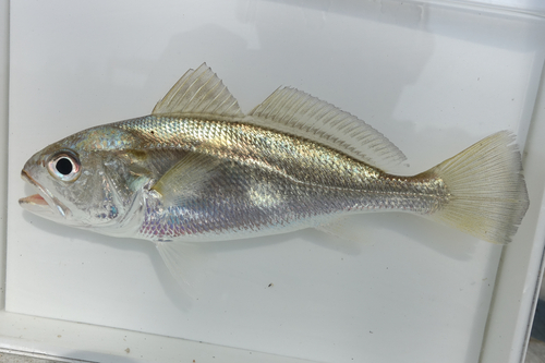 Donkey croaker (Pennahia anea) — Sciaenidae