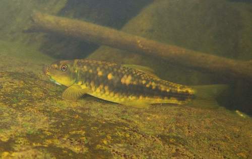 Oriental garra (Garra orientalis) — Cyprinidae