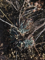 Dudleya saxosa collomiae
