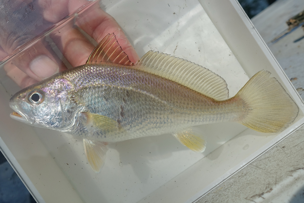 Sharp-Toothed Hammer Croaker