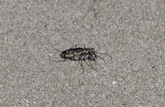 Cicindela repanda repanda