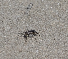 Cicindela repanda repanda