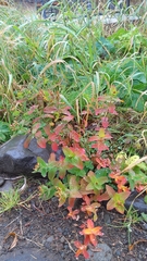 Hypericum kamtschaticum