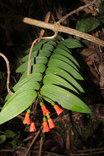 Bomarea distichifolia (Bomarea distichifolia)