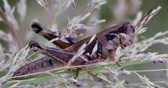 Melanoplus plebejus