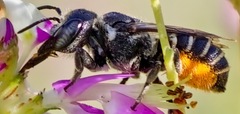 Megachile exilis