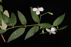 Monochaetum lineatum, photograph (c) Paúl Gonzáles, some rights reserved (CC BY)