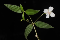 Monochaetum lineatum, photograph (c) Paúl Gonzáles, some rights reserved (CC BY)