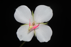 Monochaetum lineatum, photograph (c) Paúl Gonzáles, some rights reserved (CC BY)