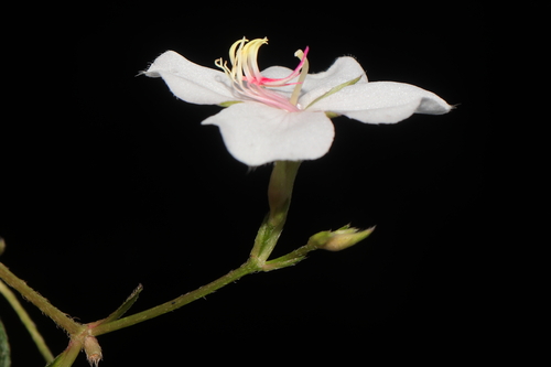 Monochaetum lineatum, photograph 5