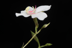 Monochaetum lineatum, photograph (c) Paúl Gonzáles, some rights reserved (CC BY)