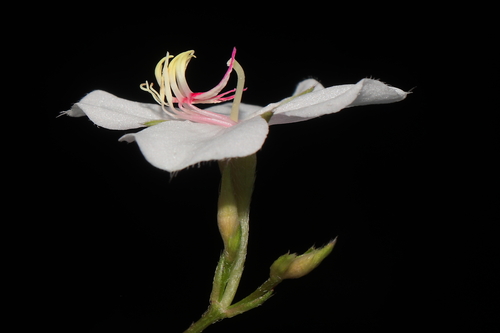 Monochaetum lineatum, photograph 6