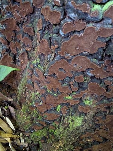 Veluticeps berkeleyi