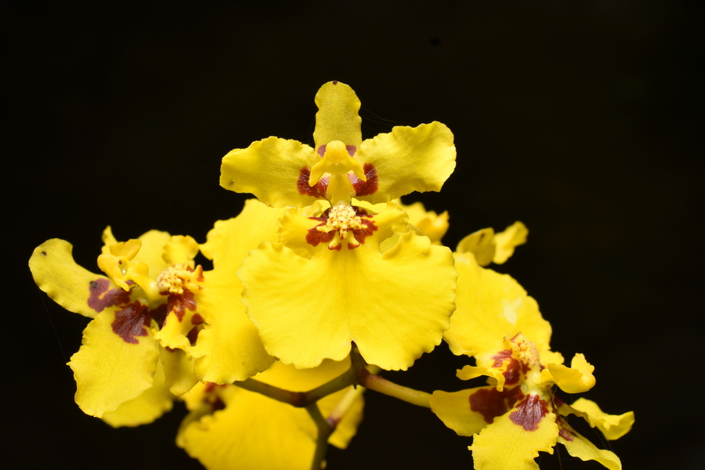 Oncidium lykaiosii