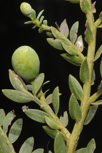 Retrophyllum rospigliosii